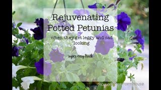 How to Prune Petunias when they get leggy [upl. by Samuele]