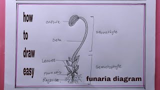 How To Draw Funaria DiagramFunaria Diagram Drawing [upl. by Malloch253]