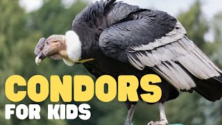 Condors for Kids  Learn cool facts about this incredible bird [upl. by Aztiray]