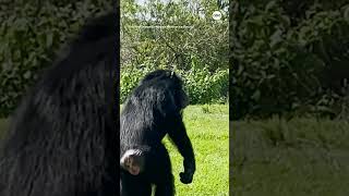 Chimpanzee caged for decades ‘in awe’ after seeing open sky for first time  ABC News [upl. by Lalad]