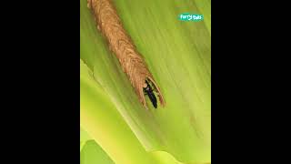 😮 Organ pipe mud dauber builds a nest shorts [upl. by Ayram622]