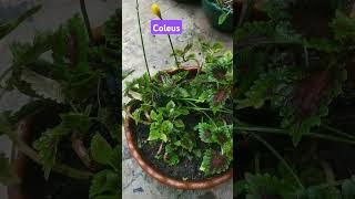 Coleuscoleus plant care how to grow coleus from cuttings coleus plant propagation method [upl. by Eimac]