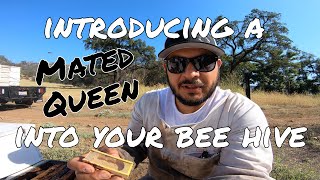 HOW TO Easy Way of Introducing a Mated Queen into a Queenless Bee Hive Effectively  Beekeeping 101 [upl. by Clifton603]