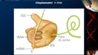 Citologia  Lezione 19 RNA pt 2 [upl. by Enivid]