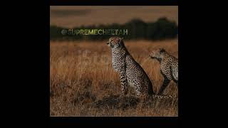 Arabian leopard amp serval vs cheetah amp caracal animals subscribe cheetah [upl. by Eseela]