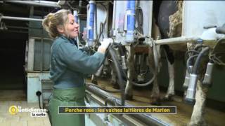 Perche Rose  Les vaches laitières de Marion  La Quotidienne la suite [upl. by Attlee]