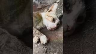 Rescue Cat Heartwarming Journey of a Dying Cat and Her Kittens [upl. by Borer]