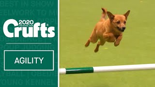 Agility  Championship Round 1  Small Jumping  Crufts 2020 [upl. by Ymassej421]