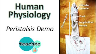 PERISTALSIS real life demo  Biology [upl. by Lusa]