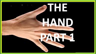 THE HAND PART 1 [upl. by Vachell]