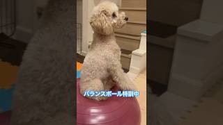 【インターペット購入品】バランスボール特訓中のトイプードルのらっちゃん♂ アニメ カラオケ トイプ dog puppy トイプードル ティーカッププードル [upl. by Templer]