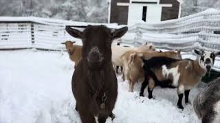 Goats venture out into first snowy morning [upl. by Uriah]