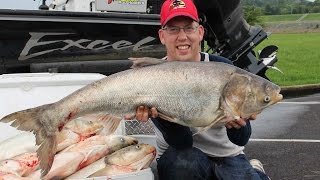 Fishing for Asian carp  How to catch bighead carp Cooking silver carp [upl. by Barbra]