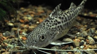 Species Profile  11 The Pictus Catfish Pimelodus pictus [upl. by Anaeel279]