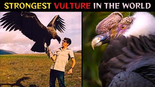 Andean CondorThe Strongest Vulture in the World [upl. by Clie65]