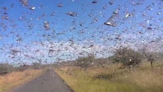 Watch locusts swarm in Madagascar [upl. by Tiffani]