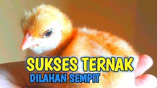 Bisa Ditiru  Sukses Ternak Ayam Di Lahan Sempit [upl. by Annaig]