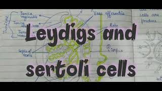 Difference Between Leydigs cells and Sertoli cells [upl. by Naillik]