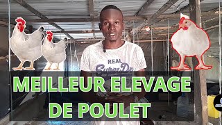 le BUSINESS de POULET est très rentable [upl. by Aivul]