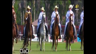 Pasión y orgullo nacional Inspiradoras historias detrás del garbo del caballo peruano de paso [upl. by Leverett]