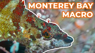 Up Close amp Personal with Creatures of the Monterey Bay  Macro SCUBA Diving ASMR [upl. by Oitaroh]