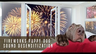 Fireworks Puppy Dog Sound Desensitization [upl. by Elleinnod477]