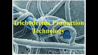 Trichoderma as a potential bio control agent and its mass multiplication [upl. by Herby561]