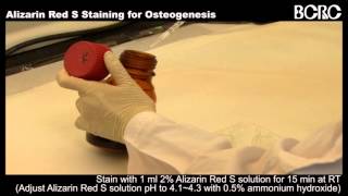 Alizarin Red S Staining for Oseogenesis [upl. by Drapehs]