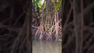 Mangroves plants  Pneumatophores  Halophytes [upl. by Ahsyt]