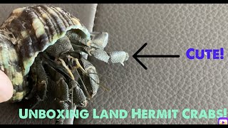 Unboxing two Land Hermit CrabsCoenobita rugosus [upl. by Ettenim]