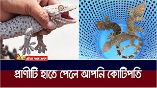 প্রাণীটি হাতে পেলে হতে পারেন রাতারাতি কোটিপতি  Lizard  Tokay gecko  Tokkhok [upl. by Ahsatel]