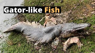 Body Of Fish And Head Of Gator Prehistoric Creature [upl. by Ettennat]