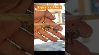 Gload tigre vs semi black spider gagambafight spiderfight gagamba [upl. by Aitat763]