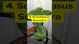 Best Types of Scindapsus Treubii Varieties plants houseplants indoorplants shorts [upl. by Adnema]