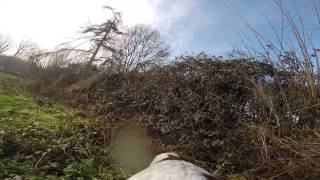 GoPro sur chien en action de chasse [upl. by Leuname626]