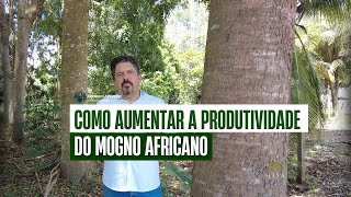 COMO AUMENTAR A PRODUTIVIDADE DO MOGNO AFRICANO [upl. by Perusse275]