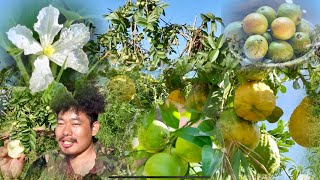 Seasonal fruits In Village  Fruits Hunts  Khotang District EwanChamLing [upl. by Guimar]