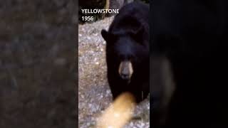 Bear in Yellowstone 1956 [upl. by Tteltrab]