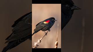 Red Winged blackbird voice for sleep 💤Nature with relaxation redwingedblackbirdsleep [upl. by Jenelle232]