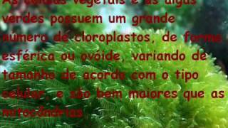 Biologia Cloroplastos [upl. by Sudderth]