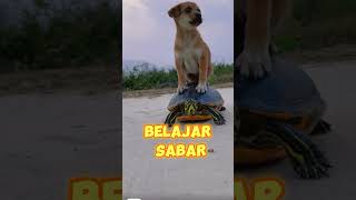 BELAJAR SABAR shortvideo funny [upl. by Wake892]