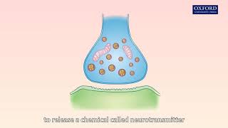 Animation 161 Transmission of nerve impulses between neurones [upl. by Isus]