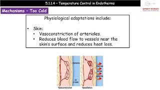 A Level Biology  5114  Temperature Control in Endotherms [upl. by Aerdnaz426]