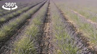 Walking around Lavender fields in Valensole Provence 360 video Take 2 [upl. by Braeunig684]