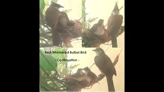 Bulbul Bird1  RedWhiskered Bulbul Bird  Bulbul Bird from 3rd week  their fly  Bulbul Nest [upl. by Osy]