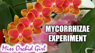 Mycorrhiza  What is it amp do we need it  Orchid experiment [upl. by Fleischer]