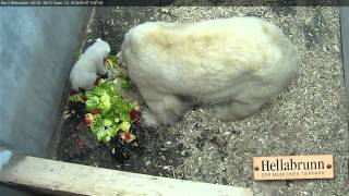 Tag 88  Mittagessen bei Familie Eisbär Day 88  Polar bear familys lunch time [upl. by Ayotahc]