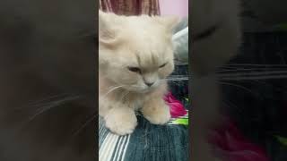 youtubeshortcutecat catlovershortvideoviral [upl. by Nomla]