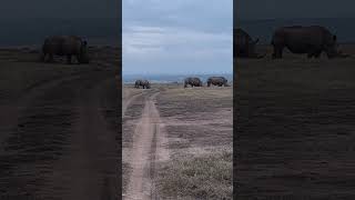 A crush of rhinos in Solio ranch Nyeri shortsfeed safarisightings safaris africa [upl. by Frierson]