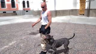 OBEDIENCE IN THE CITY WITH FEMALE AMSTAFF CORA 11 MONTHS OLD [upl. by Eedyah]